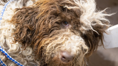 深圳不得开具增值税专用发票的七大类29种情形